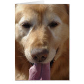 Golden Retriever (Front)