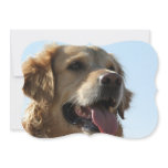 golden-retriever-2 invitation