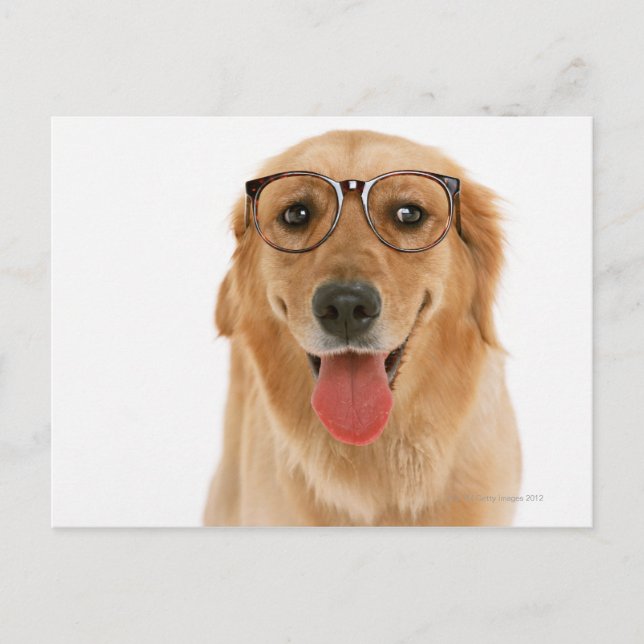 Golden Retriever 3 Postcard (Front)
