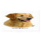 Golden Retriever 9K011D-08