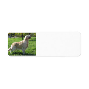golden retriever addy lables label