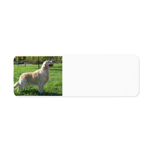 golden retriever addy lables label (Front)