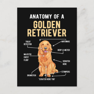 Golden Retriever Anatomy Funny Dog Postcard