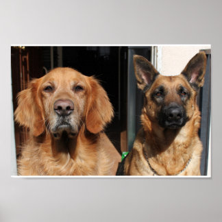 Golden Retriever and German Shepherd Poster