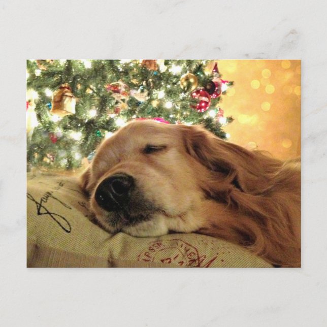 Golden Retriever Asleep By Christmas Tree Holiday Postcard (Front)