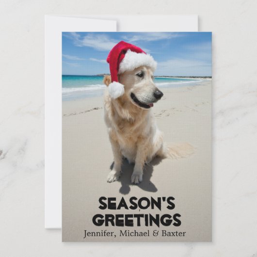 Golden Retriever at pristine beach (Front)