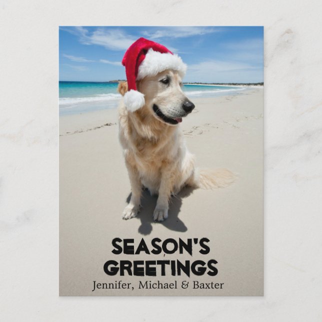 Golden Retriever at pristine beach Postcard (Front)