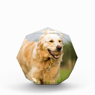 Golden Retriever Award