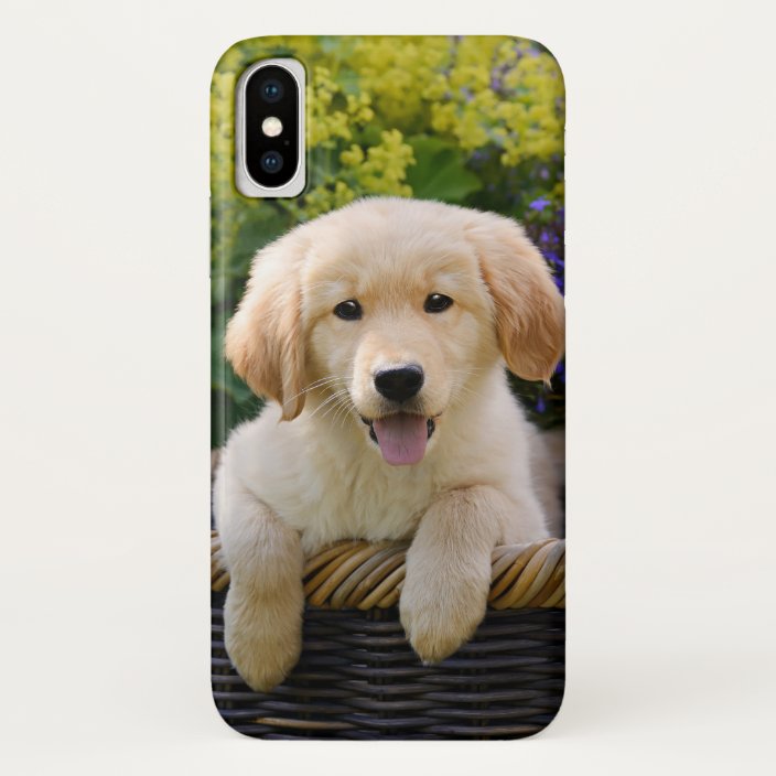 golden retriever dog baby