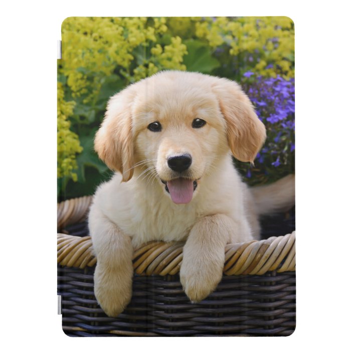 golden retriever dog baby