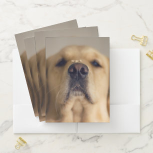 Golden Retriever Balancing Treat on Nose Pocket Folder
