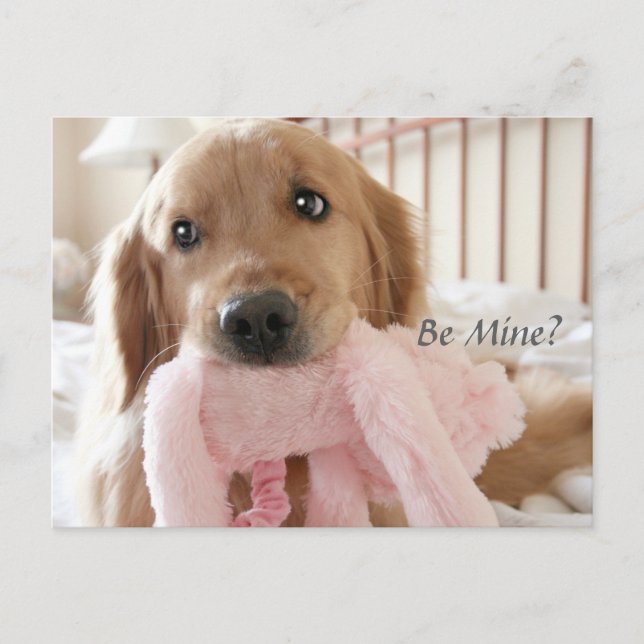 Golden Retriever Be Mine Valentine's Day Holiday Postcard (Front)