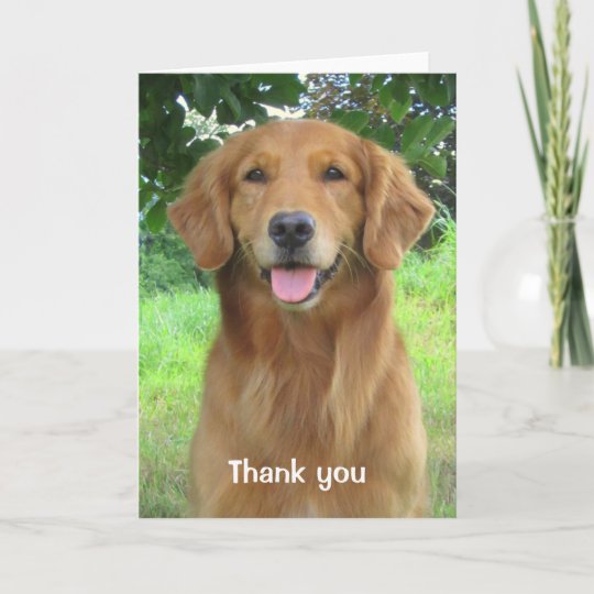 Golden Retriever Beauty Thank you Greeting Card | Zazzle.com