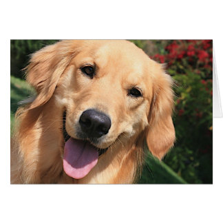 Golden Retriever - Bennie Dayz Cards