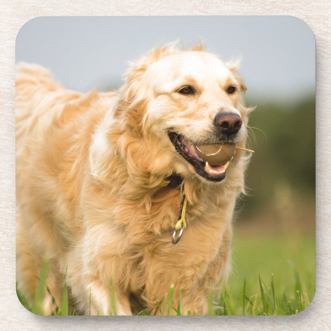 Golden Retriever Beverage Coaster (Front)