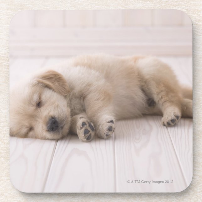 Golden Retriever Beverage Coaster (Front)