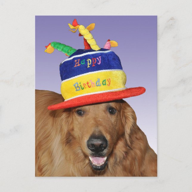 Golden Retriever birthday cake hat postcard (Front)