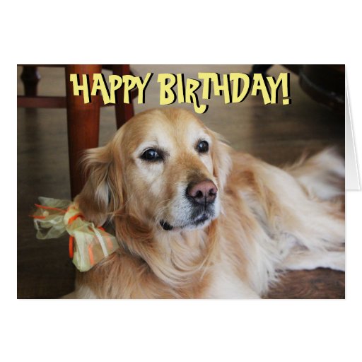 Golden retriever birthday card | Zazzle