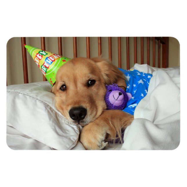 Golden Retriever Birthday Magnet (Horizontal)