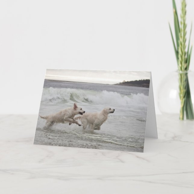 Golden Retriever Blank Photo Card (Front)