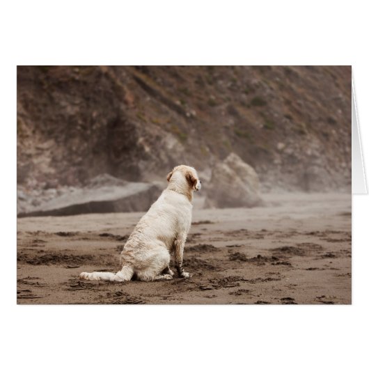 Golden Retriever Blank Photo Card (Front Horizontal)