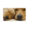 Golden Retriever Breeder Business Card