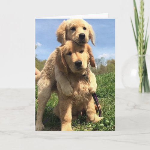 Golden Retriever Brothers Card