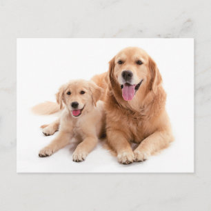 Golden Retriever Buddies Postcard