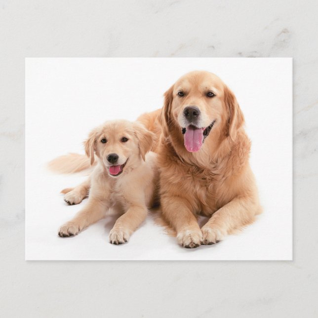 Golden Retriever Buddies Postcard (Front)