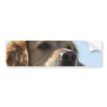 Golden Retriever Bumper Sticker