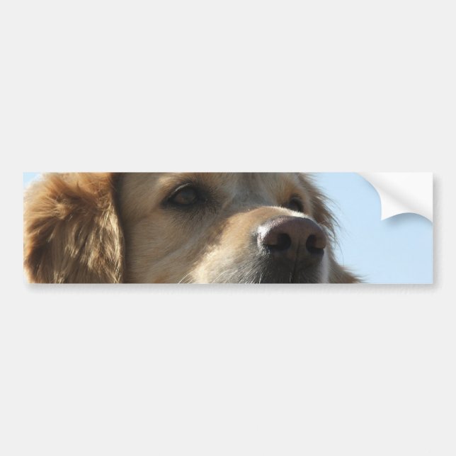 Golden Retriever Bumper Sticker (Front)