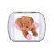 Golden Retriever Candy Tin