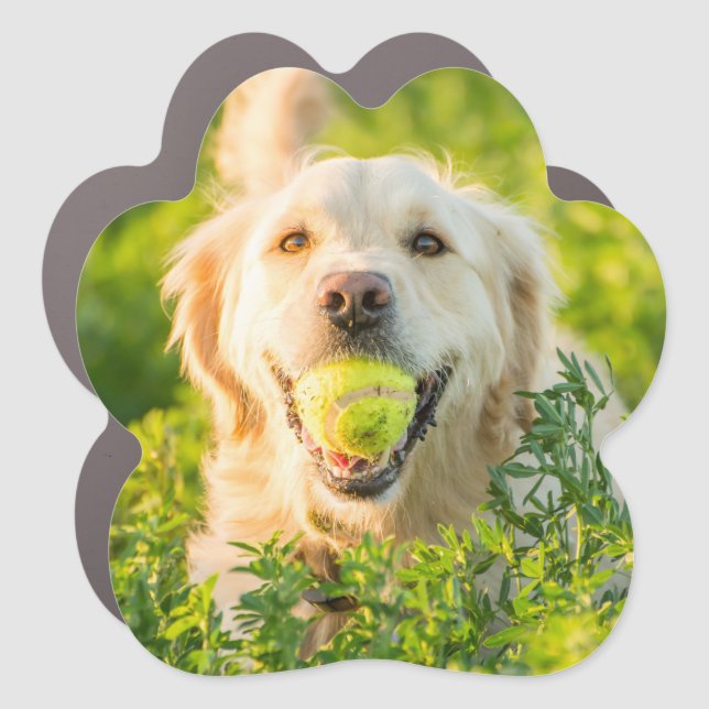 Golden Retriever Car Magnet (Front)