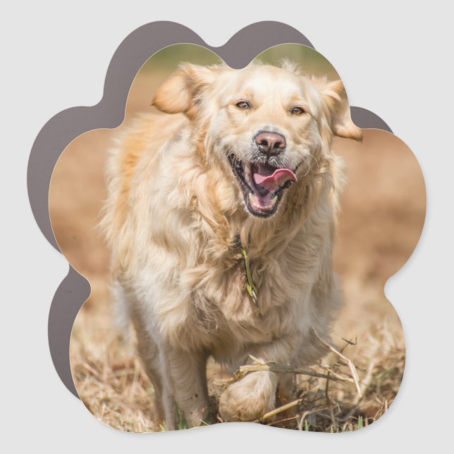 Golden Retriever Car Magnet (Front)