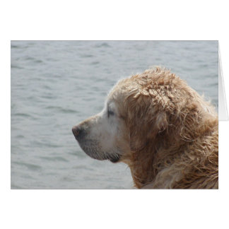 Golden Retriever card