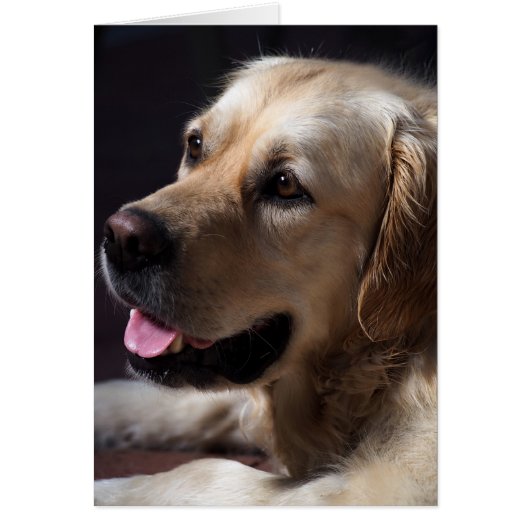 Golden Retriever Cards (Front)