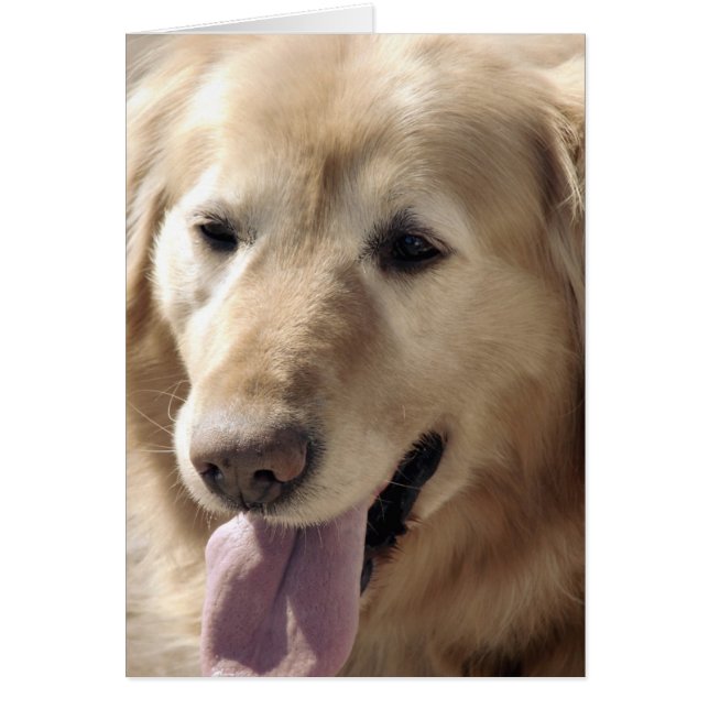 Golden Retriever Cards (Front)