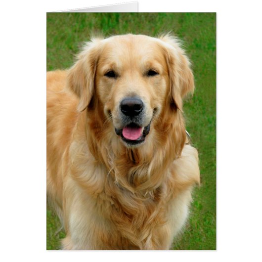 Golden Retriever Cards (Front)