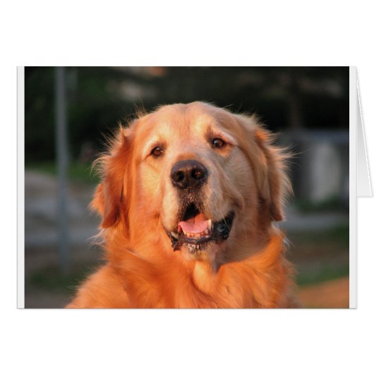 Golden Retriever Cards (Front Horizontal)