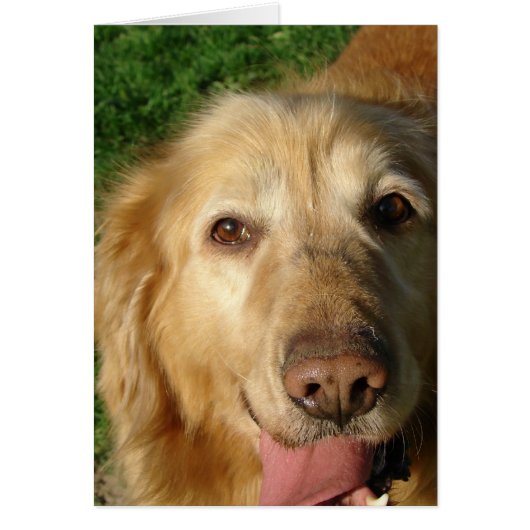 Golden Retriever Cards (Front)