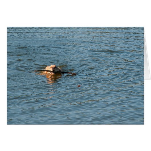 Golden Retriever Cards (Front Horizontal)