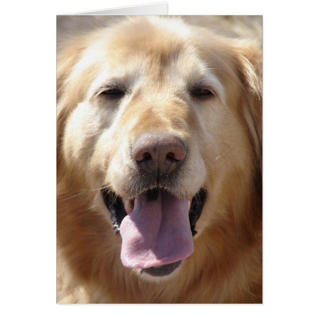 Golden Retriever Cards (Front)