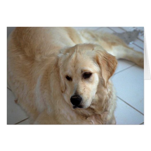 Golden Retriever Cards (Front Horizontal)