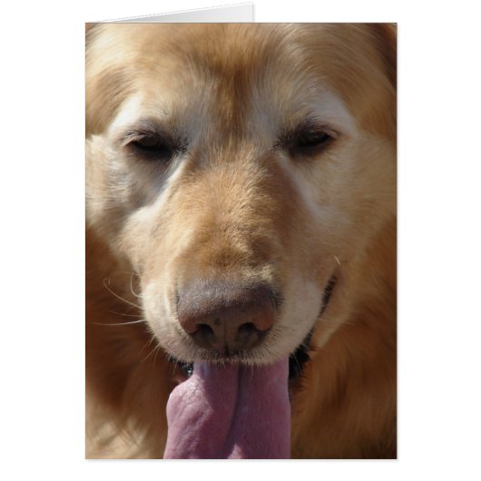 Golden Retriever Cards (Front)