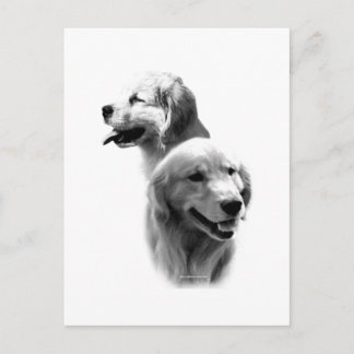 Golden Retriever Charcoal 2 Postcard