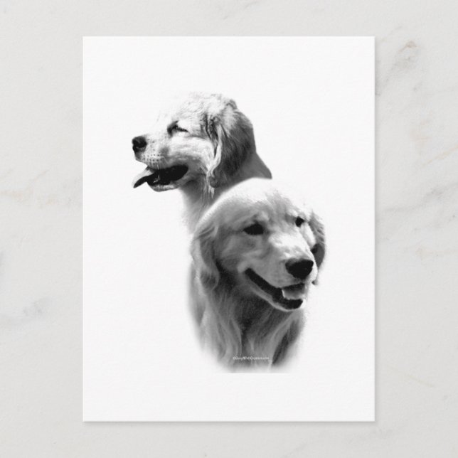 Golden Retriever Charcoal 2 Postcard (Front)