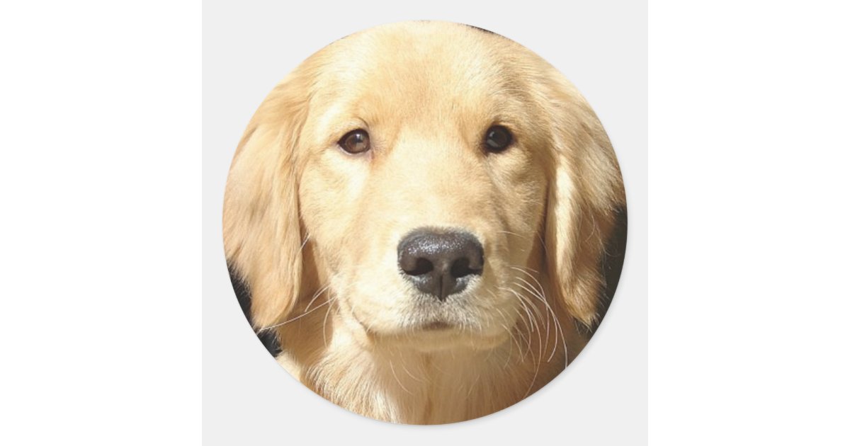 Golden Ririverer Sticker Golden Retriever Classic Round Sticker | Zazzle