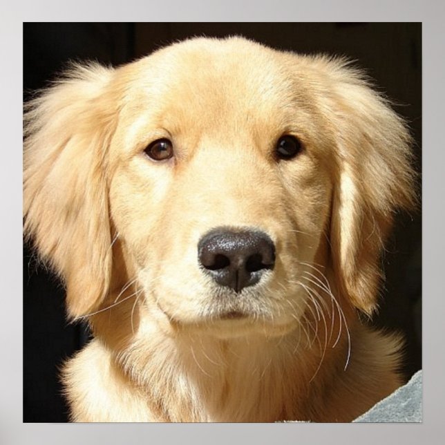 Golden Retriever Closeup Poster (Front)