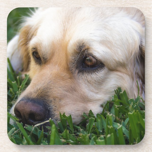 Golden Retriever Coasters (Front)