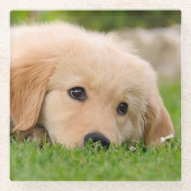Golden Retriever Cute Dog Puppy Dreaming - Glass Coaster (Front)